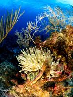 2024 December Grand Cayman
